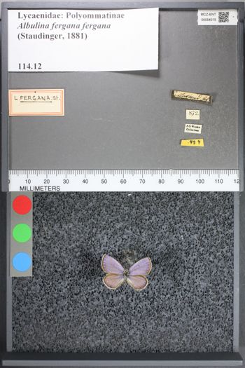 Media type: image;   Entomology 54015